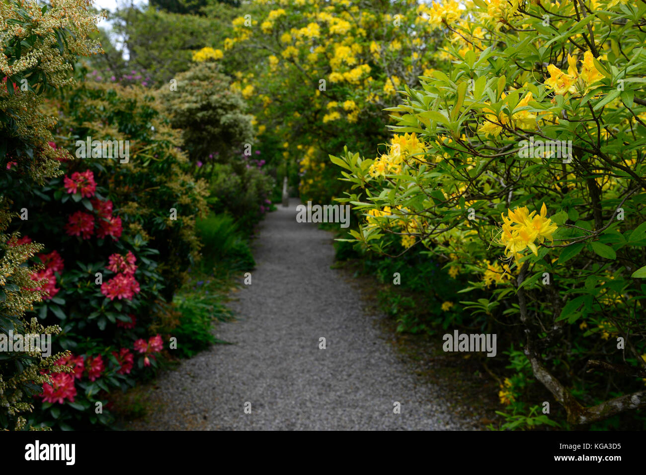 Rhododendron luteum, giallo, azalea pontica ,rododendri, arbusti, fiori gialli, fioritura, ericaceous, albero, arbusto, rm floral Foto Stock