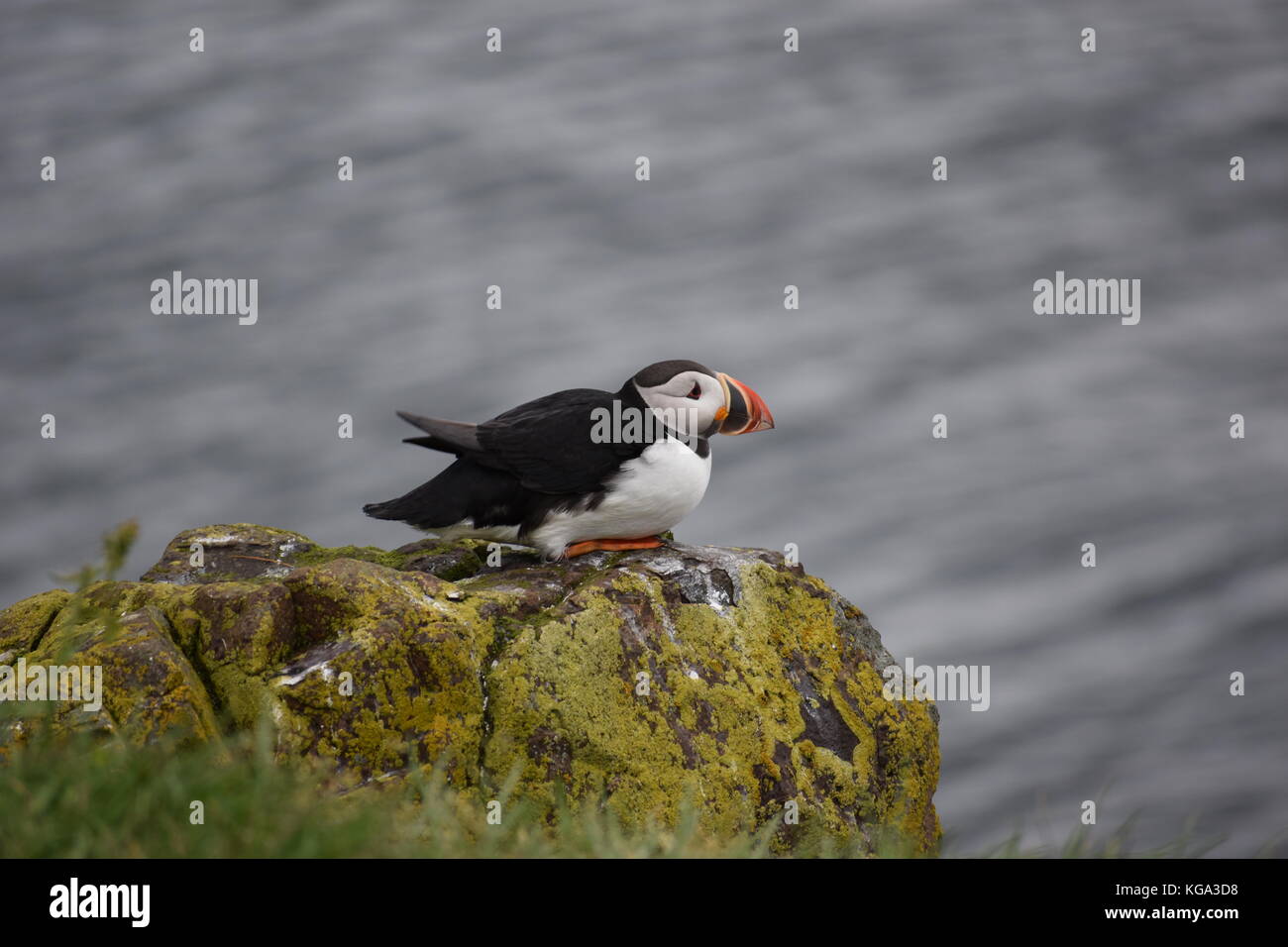 Puffin sulla roccia a borgarfjordur eystri in oriente Islanda Foto Stock