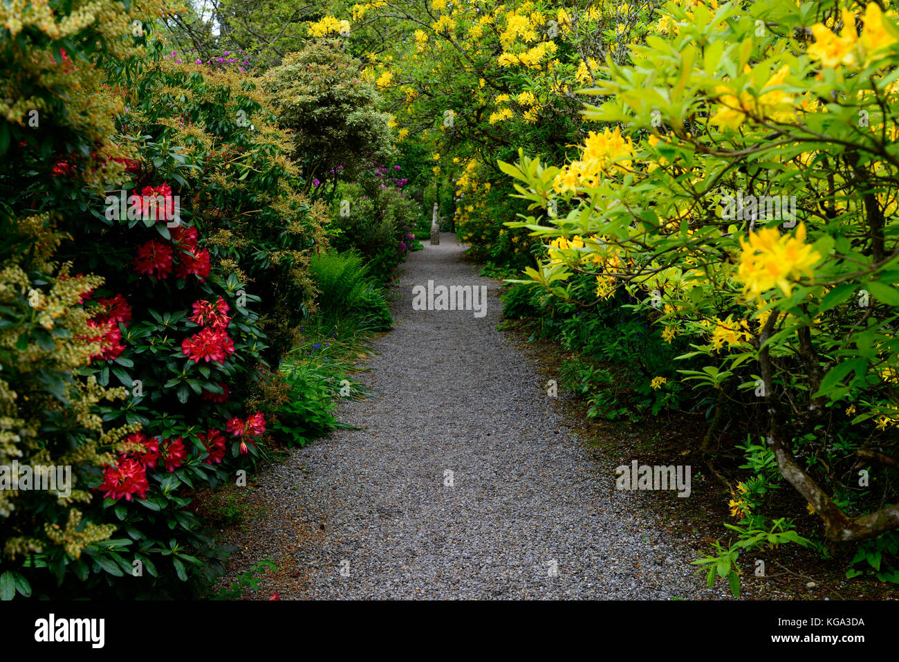 Rhododendron luteum, giallo, azalea pontica ,rododendri, arbusti, fiori gialli, fioritura, ericaceous, albero, arbusto, rm floral Foto Stock