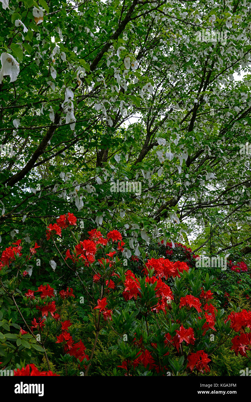 Davidia involucrata, Colomba-tree, fazzoletto Tree, bianco, fiori, fiori, fioritura , albero, alberi ornamentali, RM floral Foto Stock