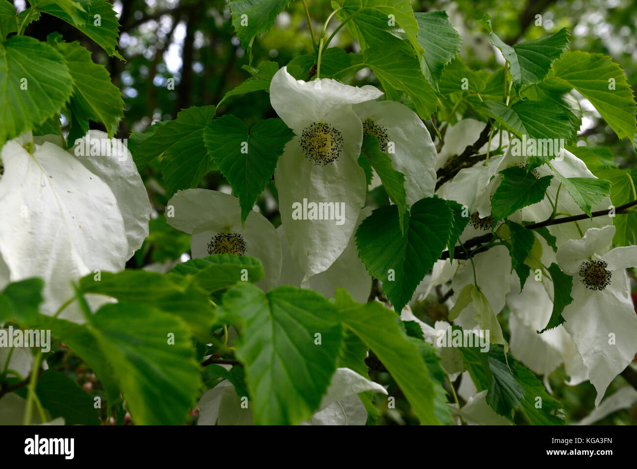Davidia involucrata, Colomba-tree, fazzoletto Tree, bianco, fiori, fiori, fioritura , albero, alberi ornamentali, RM floral Foto Stock