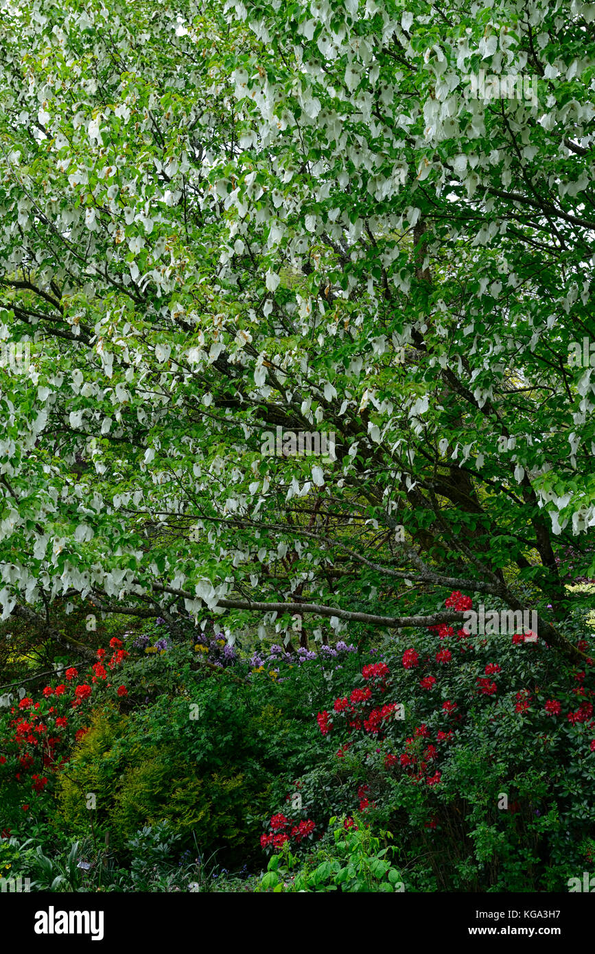 Davidia involucrata, Colomba-tree, fazzoletto Tree, bianco, fiori, fiori, fioritura , albero, alberi ornamentali, RM floral Foto Stock