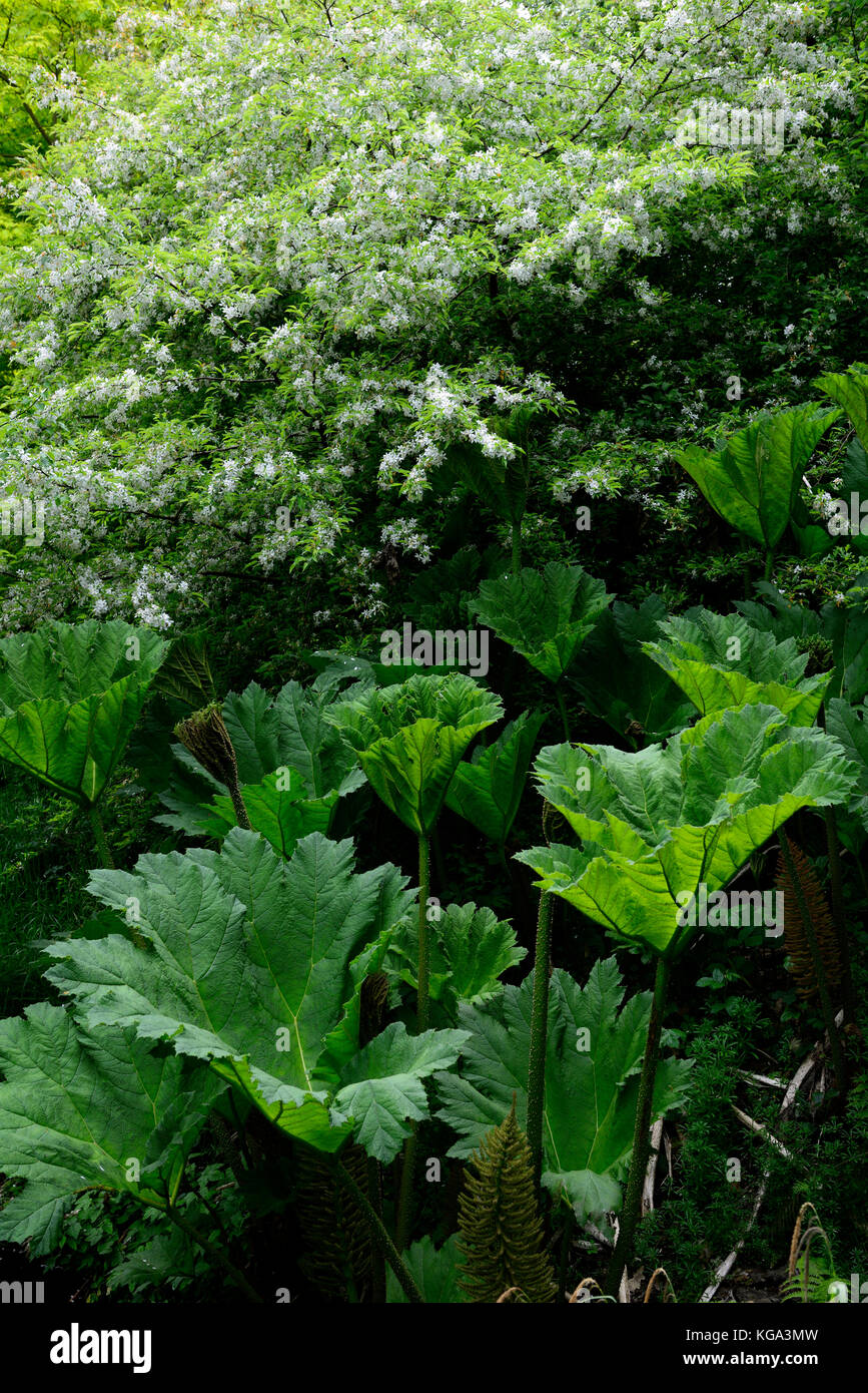 Gunnera Tinctoria, rabarbaro gigante, leaf, foglie, fogliame,acqua amorosa, suolo umido, invasivo, specie floreali RM Foto Stock