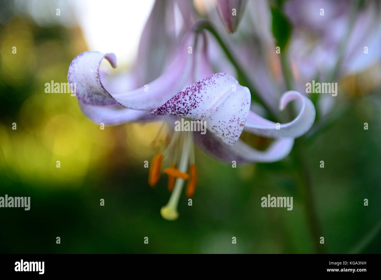 Il Lilium lankon, Lilium longiflorum x Lilium lankongense, bianco, viola, chiazzato, pezzata, fiori, fioritura, ibrido ,lily, gigli, ibridi ,RM Floral Foto Stock