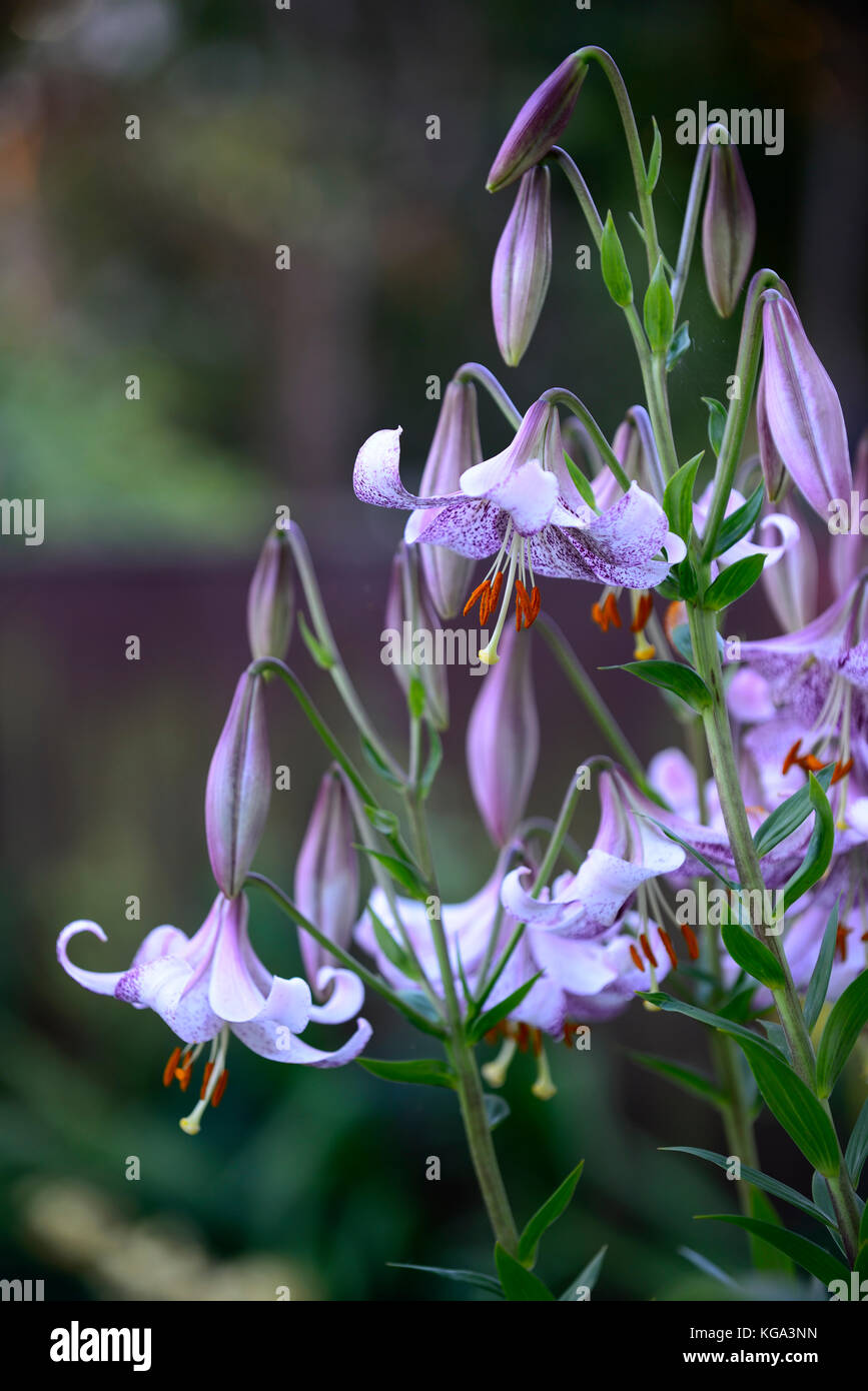 Il Lilium lankon, Lilium longiflorum x Lilium lankongense, bianco, viola, chiazzato, pezzata, fiori, fioritura, ibrido ,lily, gigli, ibridi ,RM Floral Foto Stock