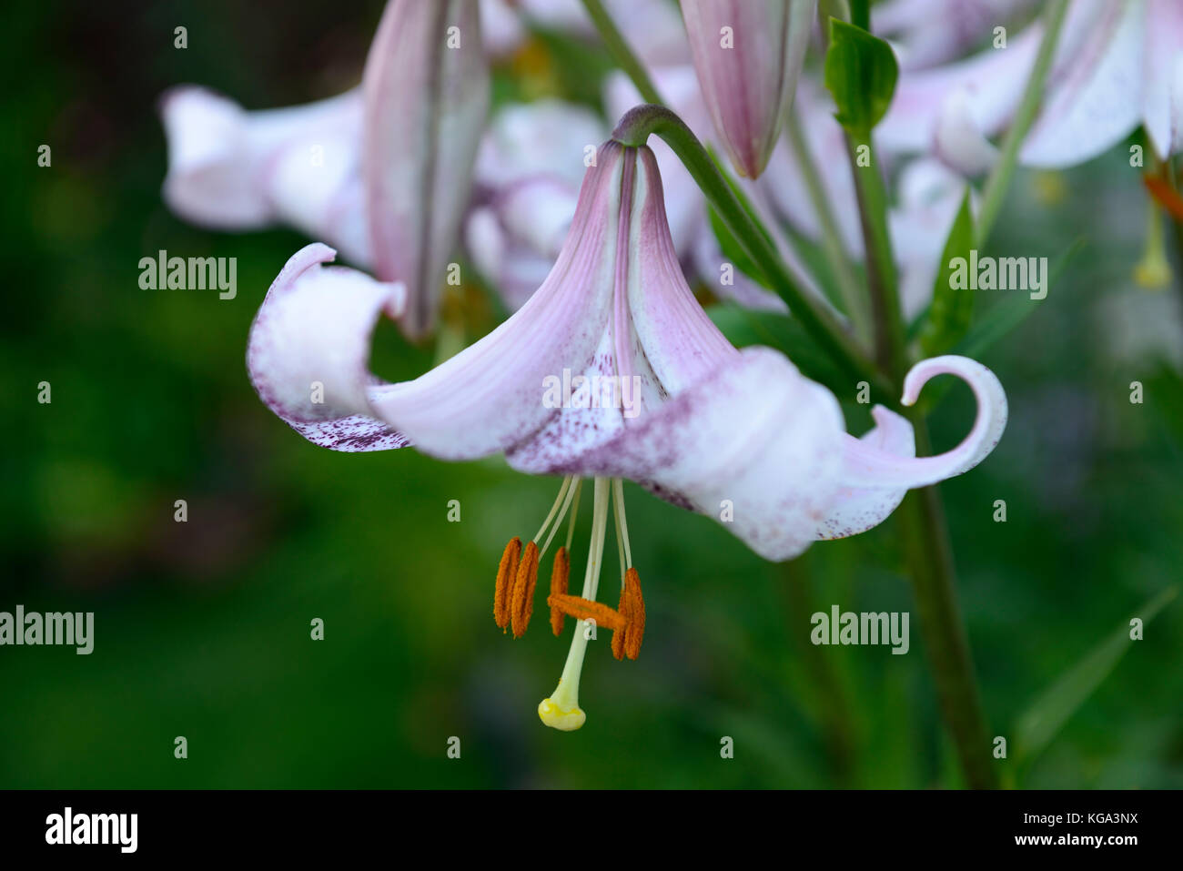 Il Lilium lankon, Lilium longiflorum x Lilium lankongense, bianco, viola, chiazzato, pezzata, fiori, fioritura, ibrido ,lily, gigli, ibridi ,RM Floral Foto Stock
