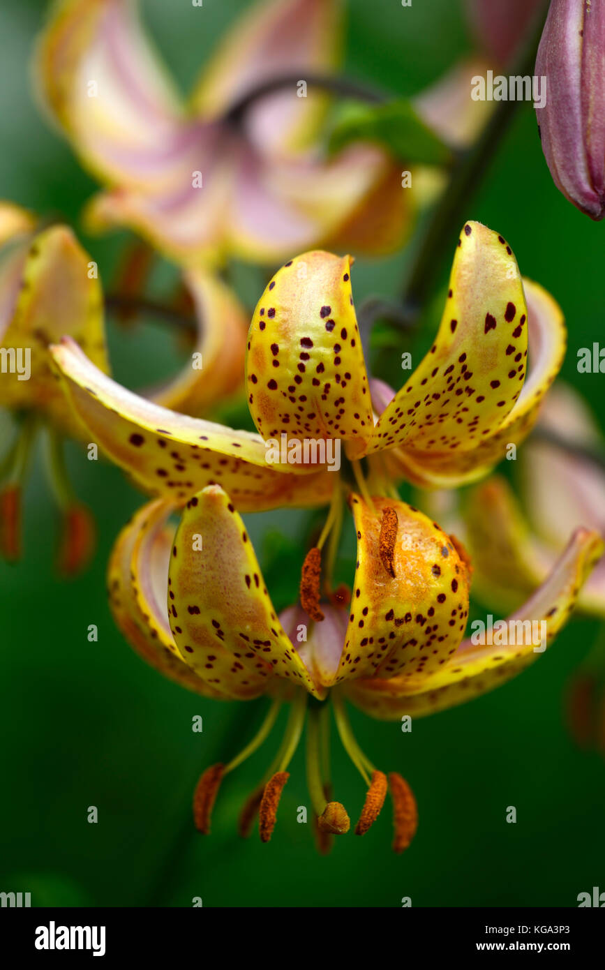 Martagon giglio, Lilium Martagon Hansonii, giglio, lillies, giallo, arancio, macchie, pezzata, chiazzato, fiori, fiori ,perenni, Hanson's lily, giapponese Foto Stock