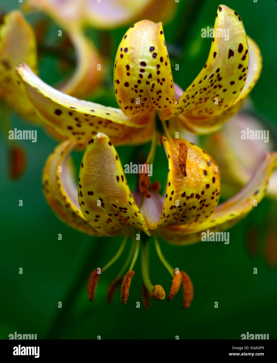 Martagon giglio, Lilium Martagon Hansonii, giglio, lillies, giallo, arancio, macchie, pezzata, chiazzato, fiori, fiori ,perenni, Hanson's lily, giapponese Foto Stock