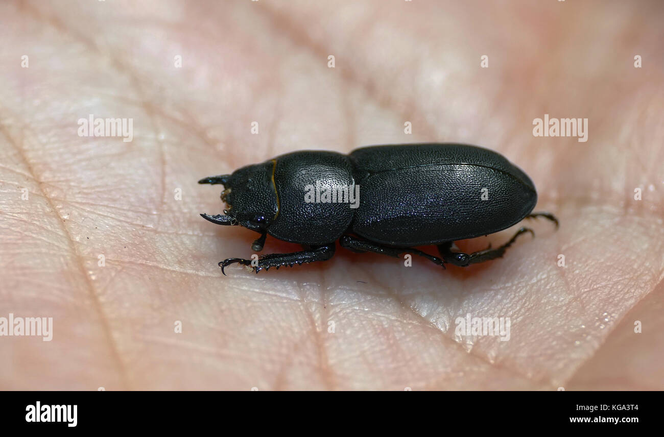 Dorcus parallelepipedus (Coleoptera alimentazione su alberi morti). Foto Stock