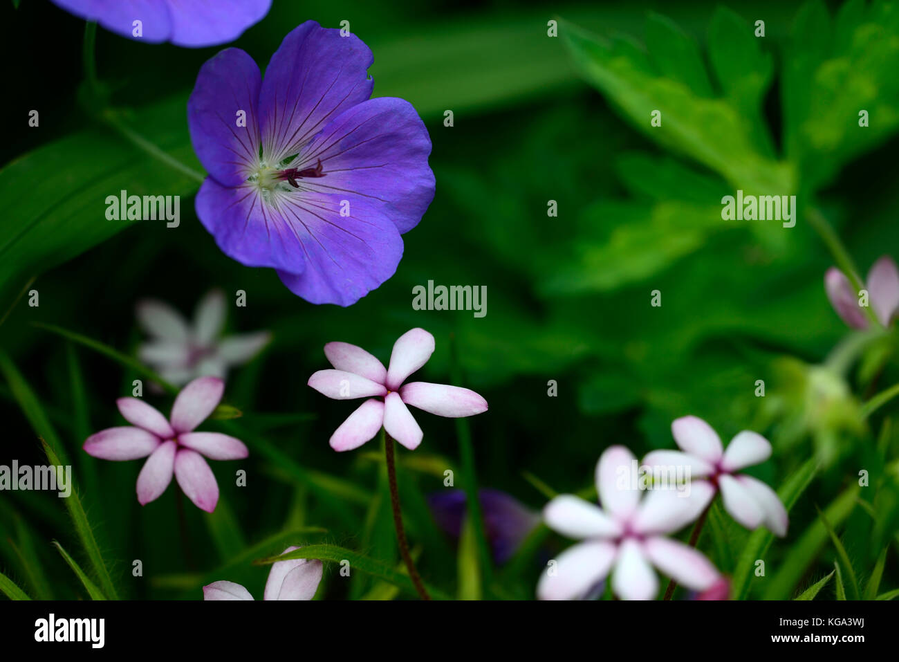 Baurii x rhodoxis Angel's Eye, bianco, rosa, fiori, fioritura, alpine, corm, cormi, geranium rozanne, combinazione, misti,RM Floral Foto Stock