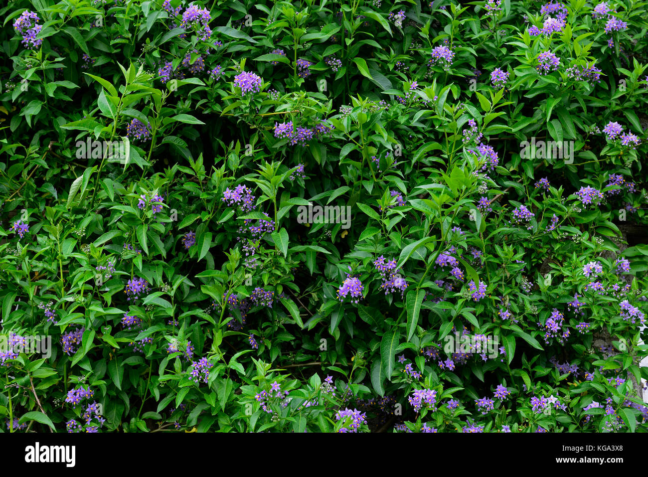 Solanum crispum Glasnevin, scrambling, semi-evergreen ,arrampicata, arbusto, scalatore, scrambler, il coperchio coprendo ,parete ,RM Floral Foto Stock