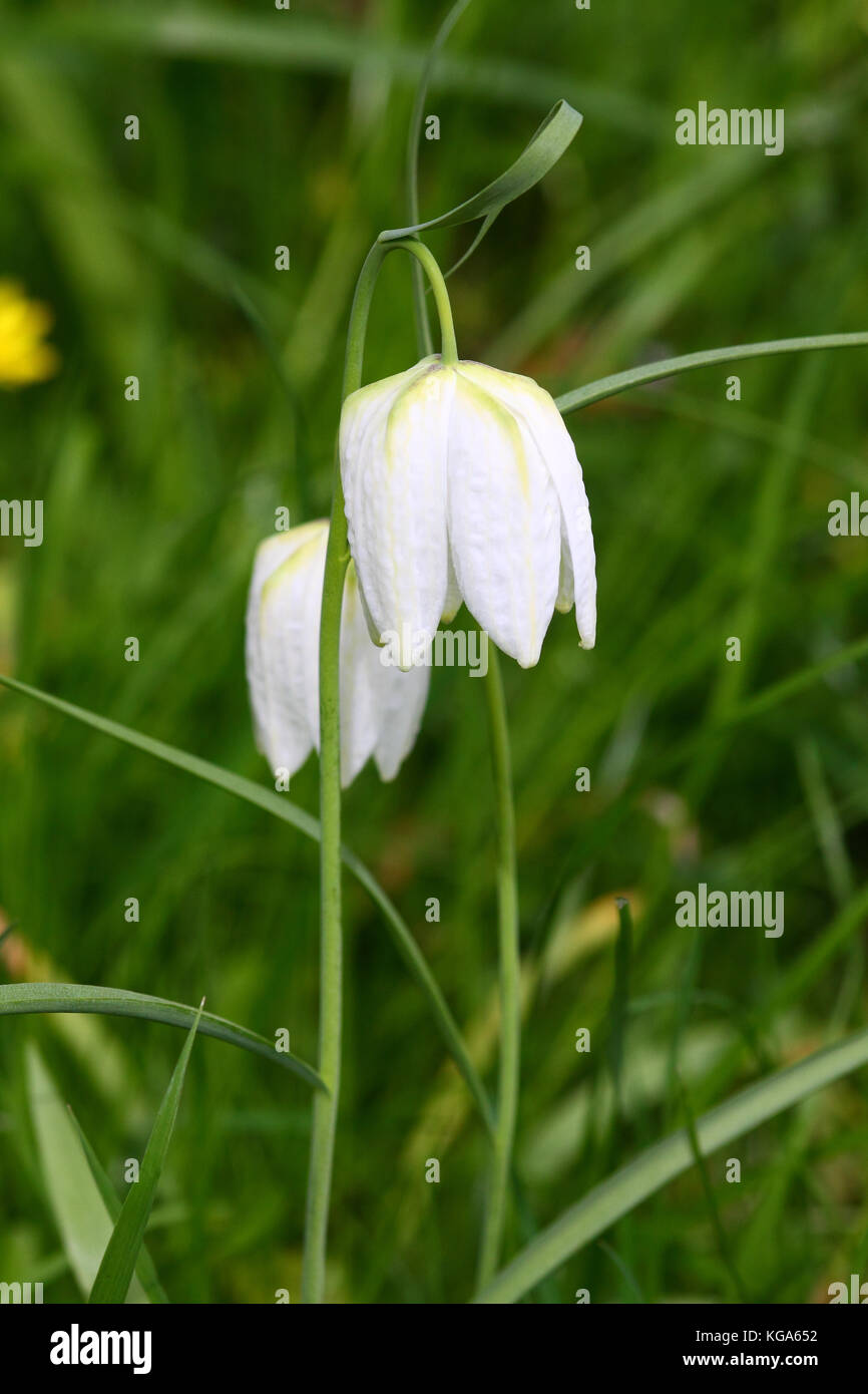 Testa di serpenti fritillary fiori in primavera Foto Stock