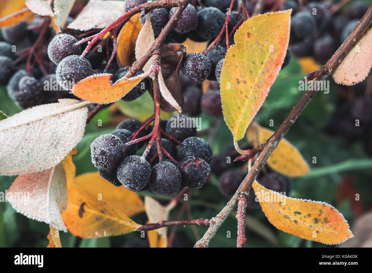 Bacche di aronia in ottobre park. chokeberry ricoperta di brina, foto macro con il fuoco selettivo Foto Stock