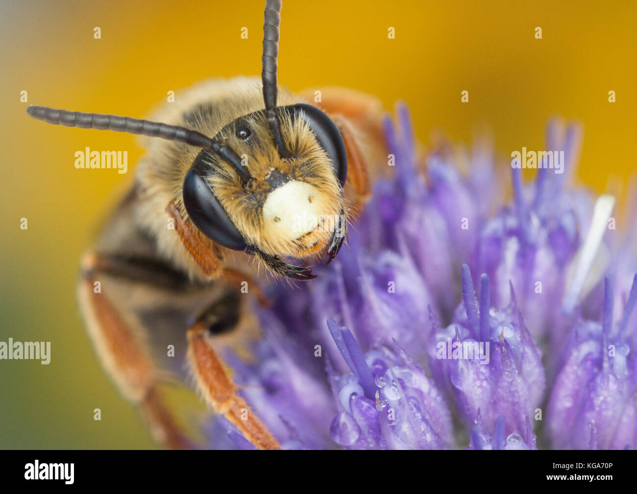 Mining ape su eryngium fiore Foto Stock