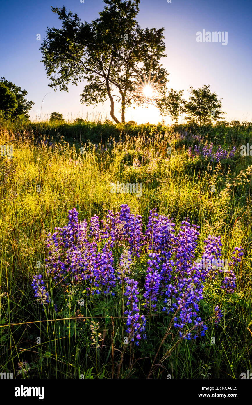 Lupino selvatico fiori a Sherburne National Wildlife Refuge. Foto Stock