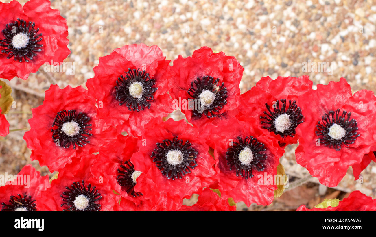 Ornamentali papaveri rossi per commemorare Anzac e giorni commemorativi. Foto Stock