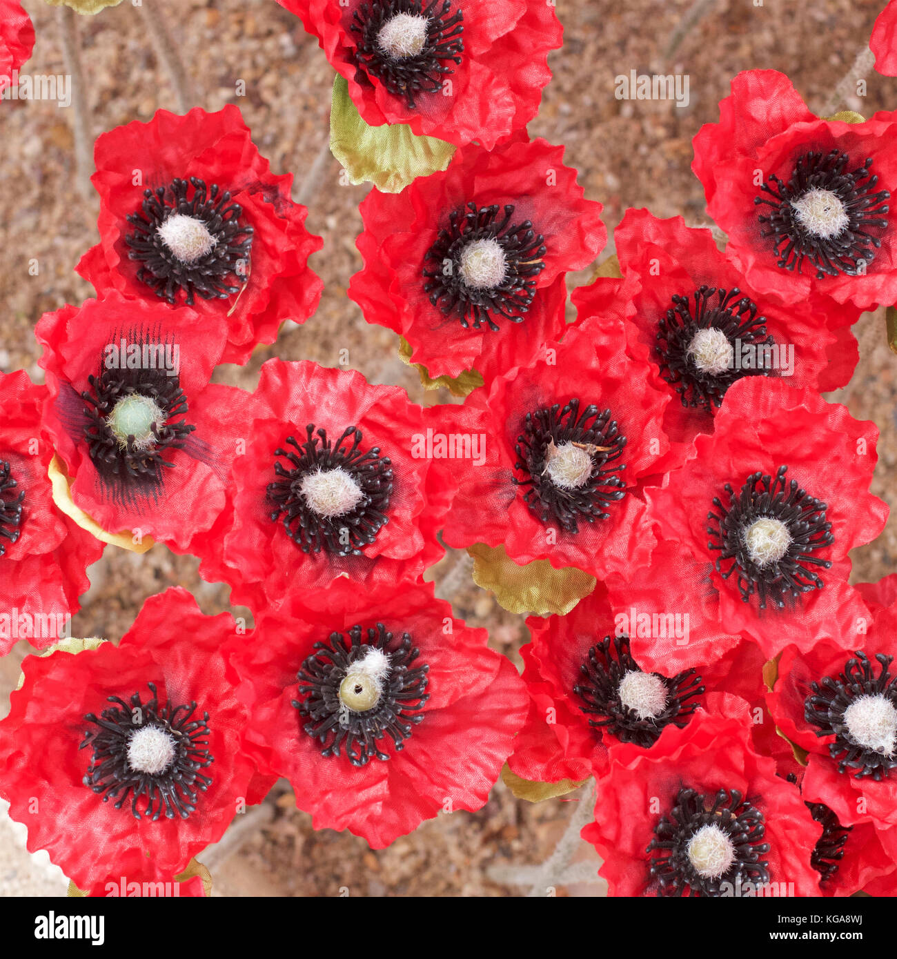 Ornamentali papaveri rossi per commemorare anzac e giorni commemorativi. Foto Stock