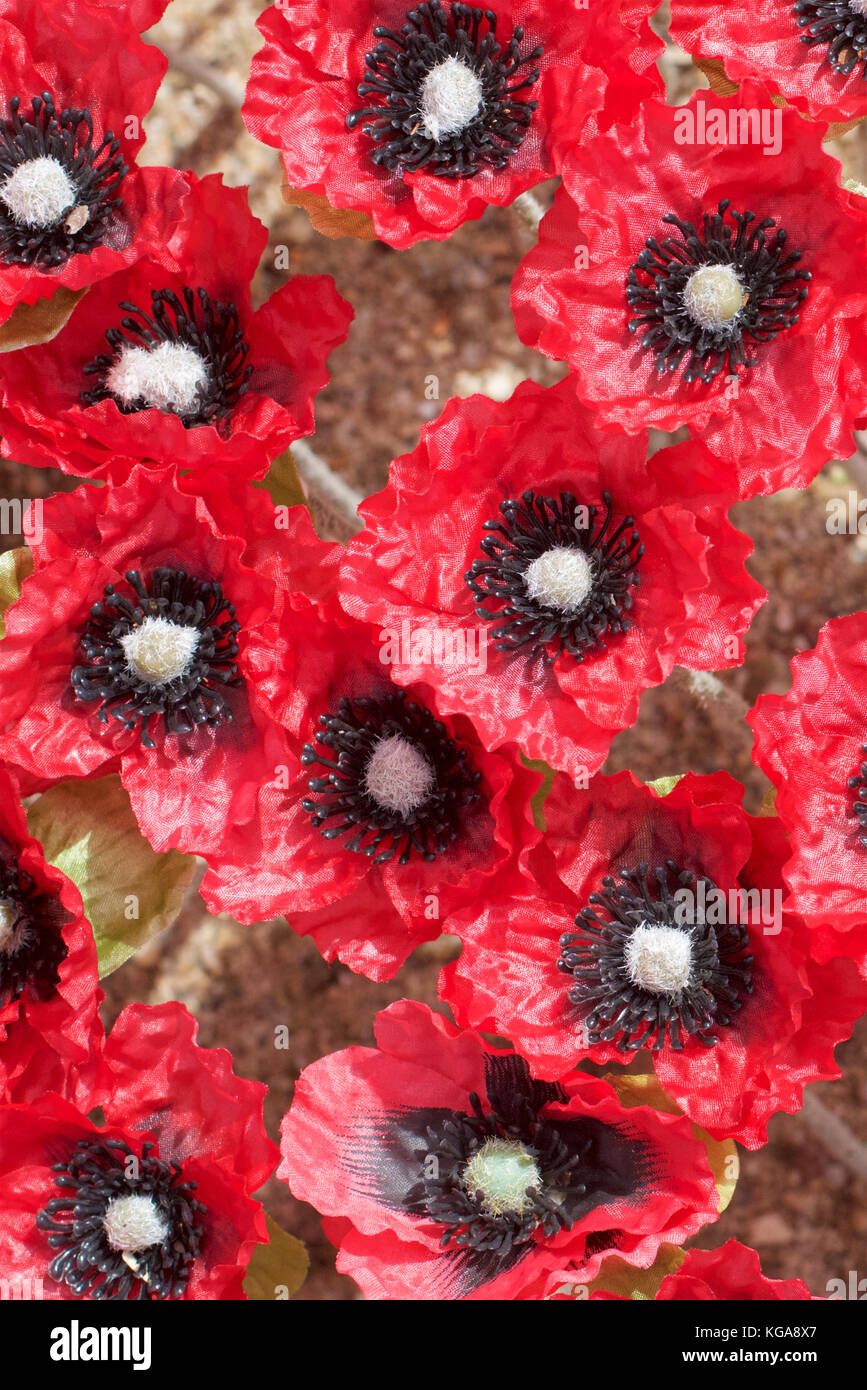 Ornamentali papaveri rossi per commemorare anzac e giorni commemorativi. Foto Stock