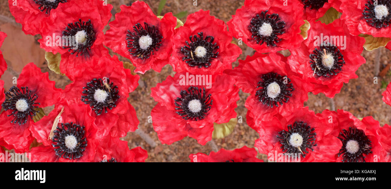 Ornamentali papaveri rossi per commemorare anzac e giorni commemorativi. Foto Stock