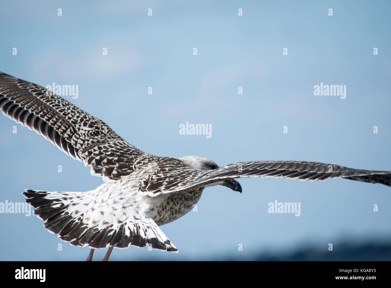 I capretti gabbiano a seashore in Rhode Island Foto Stock