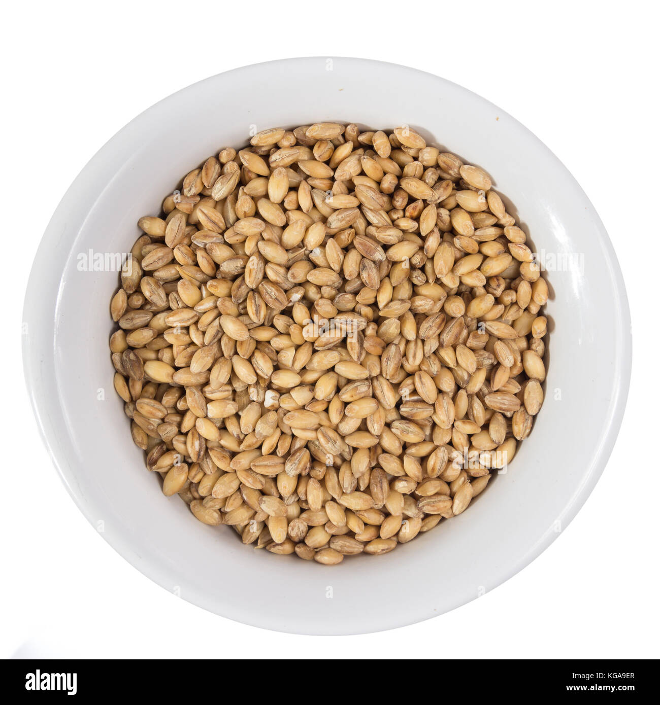 Hordeum vulgare è il nome scientifico di orzo cereale. Noto anche come cevada (portoghese) e cebada (spagnolo). vista dall'alto di grani sul vaso in ceramica Foto Stock
