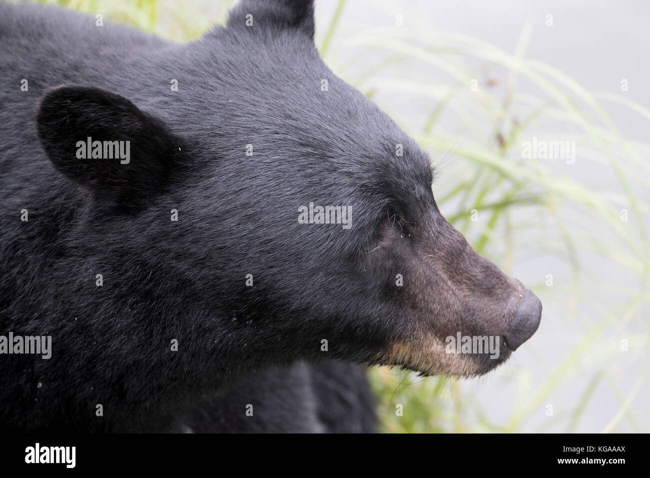 Profilo laterale di orso nero, Alaska Foto Stock