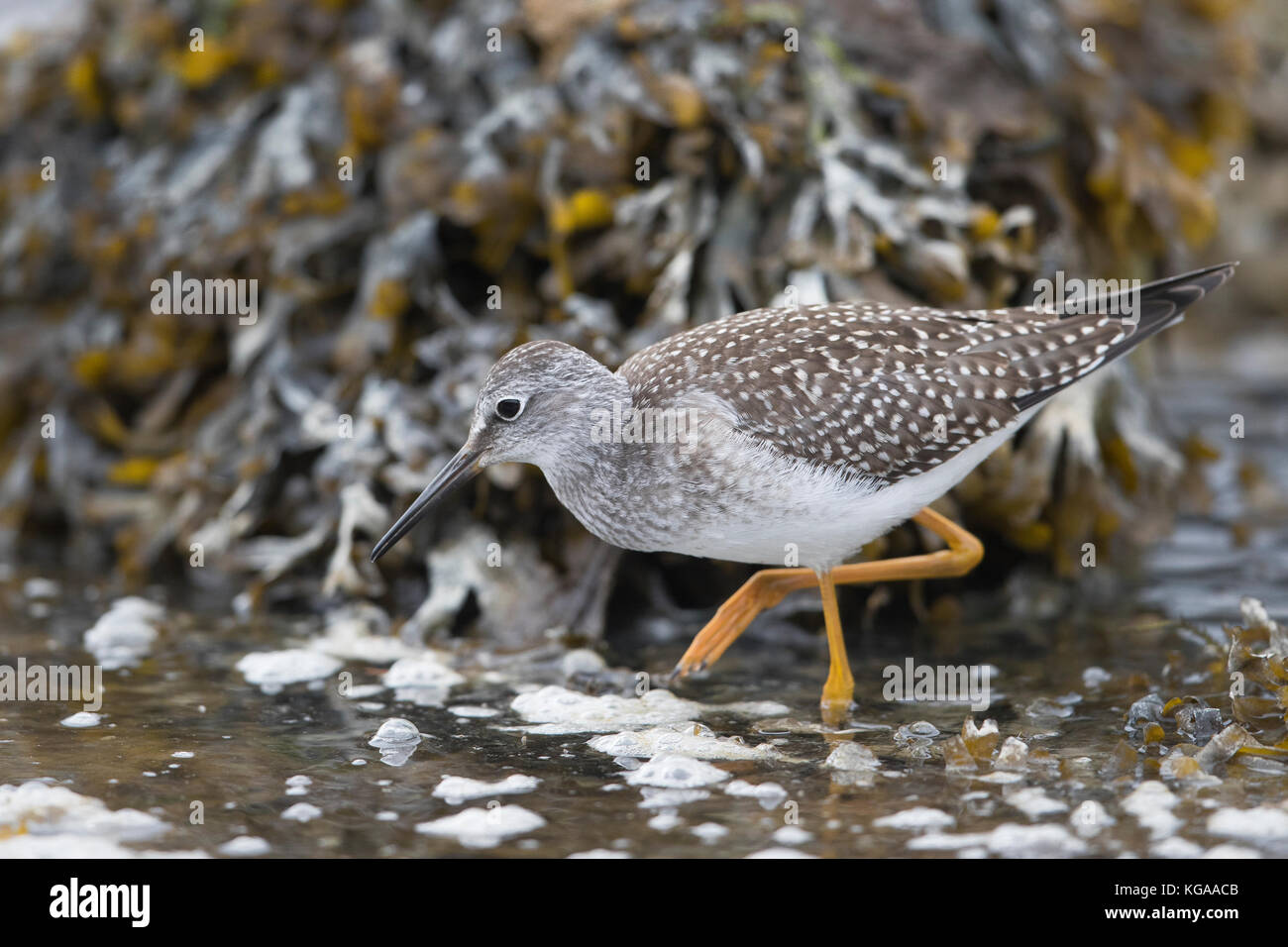 Tringa flavipes, Alaska Foto Stock