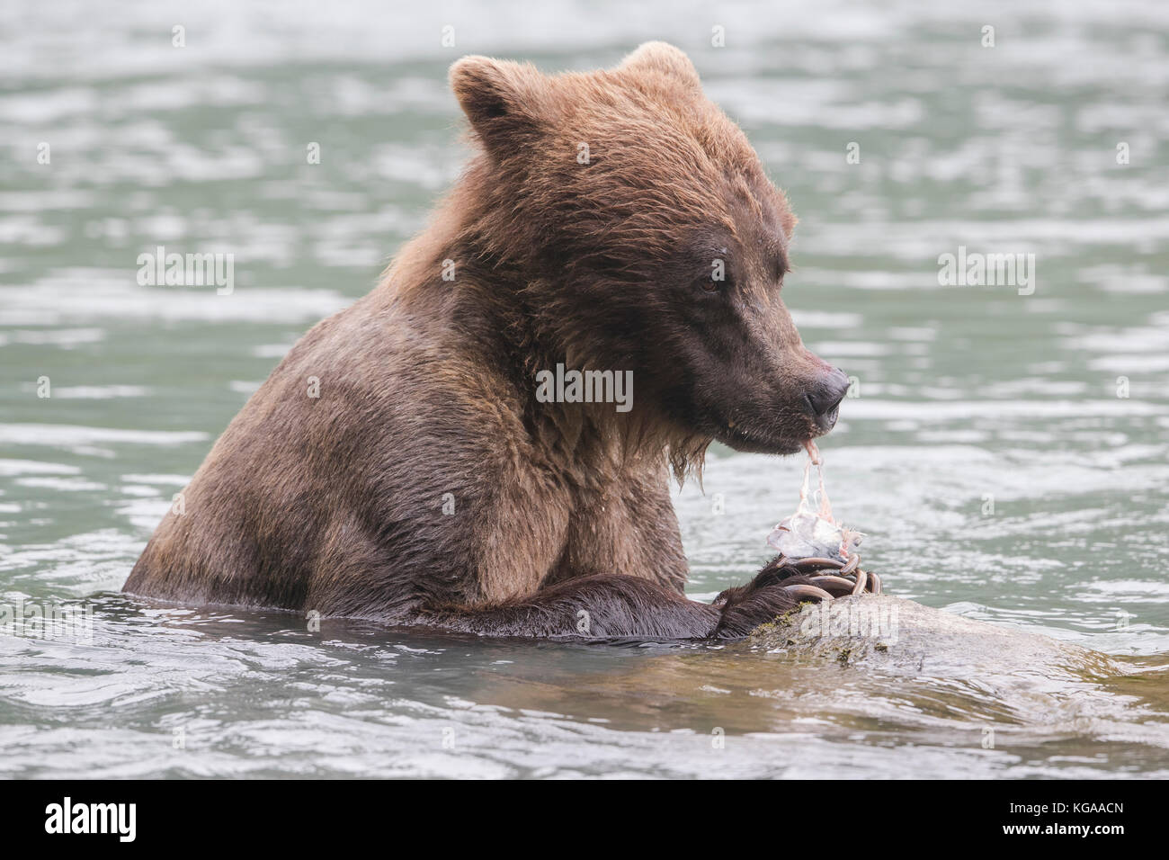 Orso bruno mangiare appena pescato il salmone, Alaska Foto Stock