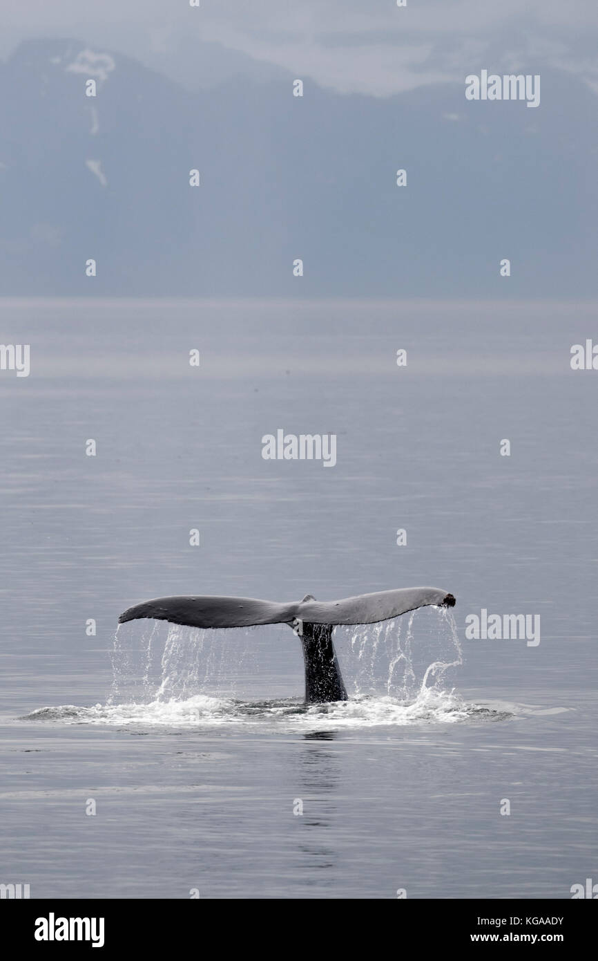 Humpback Whale Fluke, Alaska Foto Stock