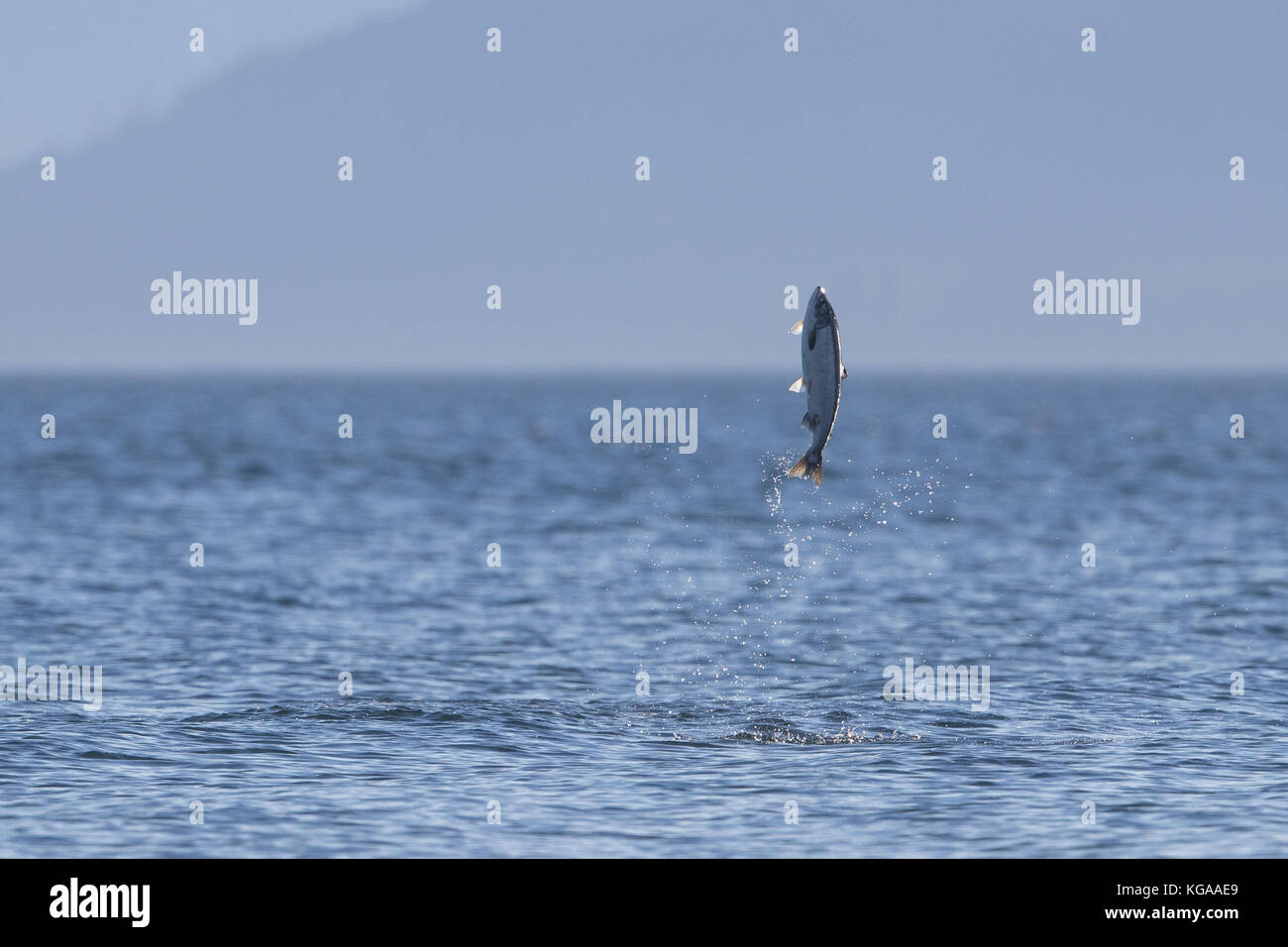 Jumping salmone, Alaska Foto Stock