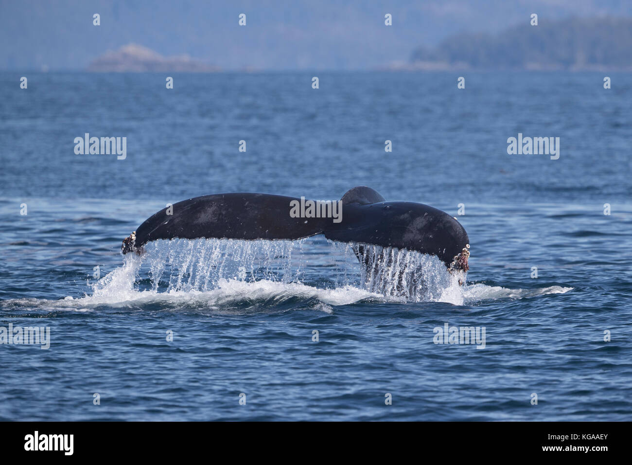 Humpback Whale Coda, Alaska Foto Stock