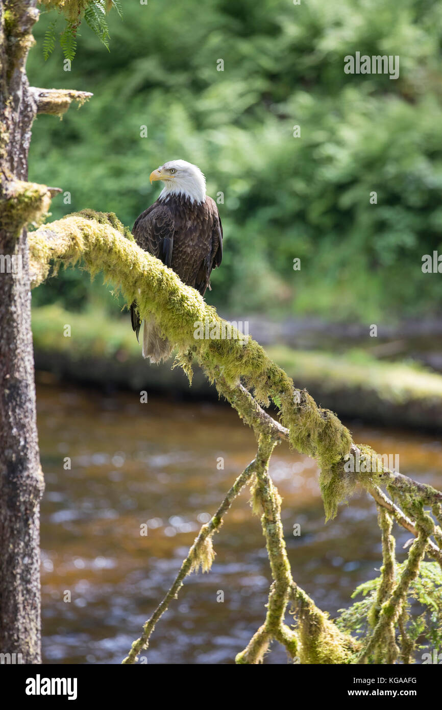 Aquila calva guardando il salmone eseguito dalla struttura nelle vicinanze, Alaska Foto Stock