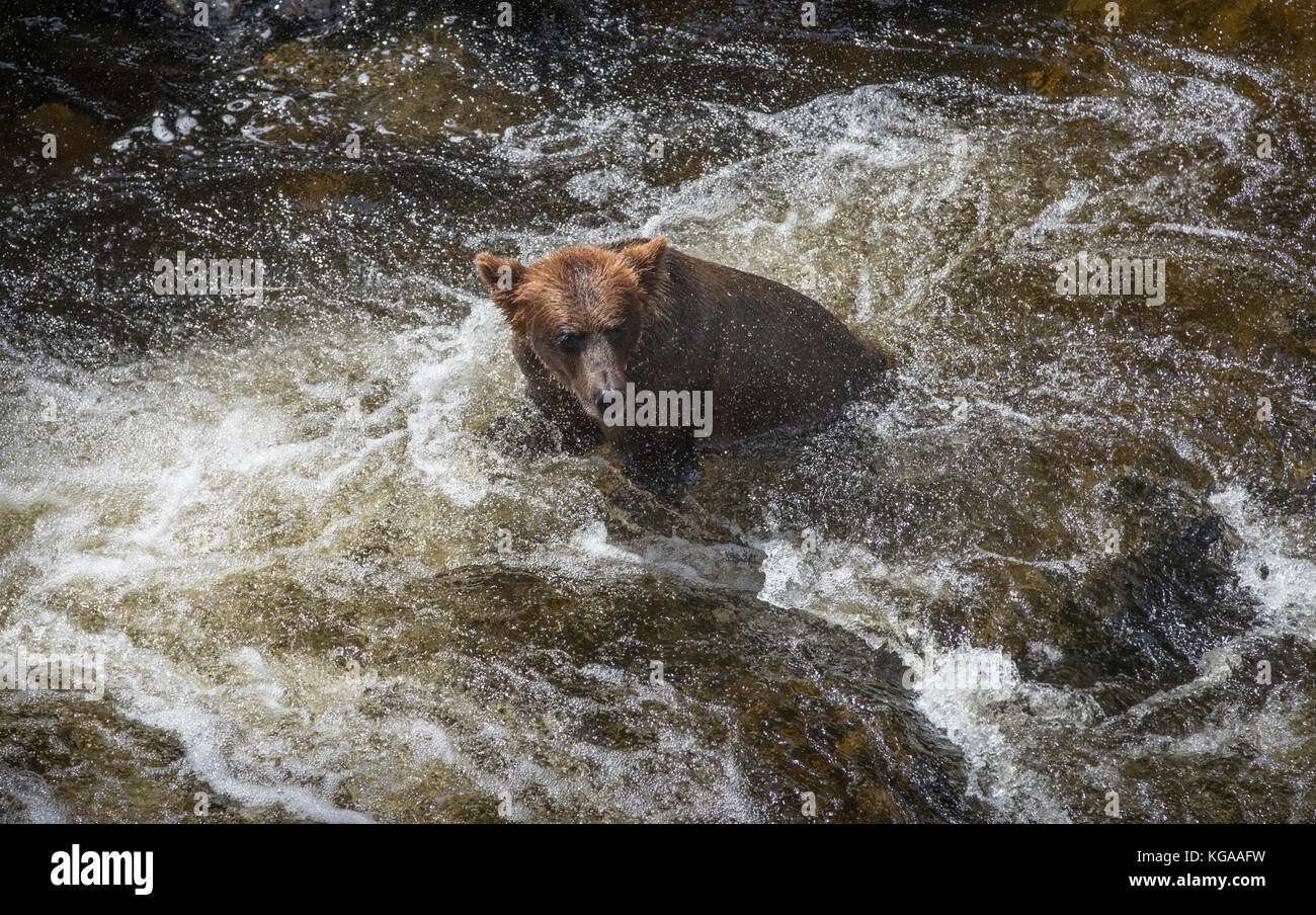 Orso bruno nuotare nel fiume, Alaska Foto Stock