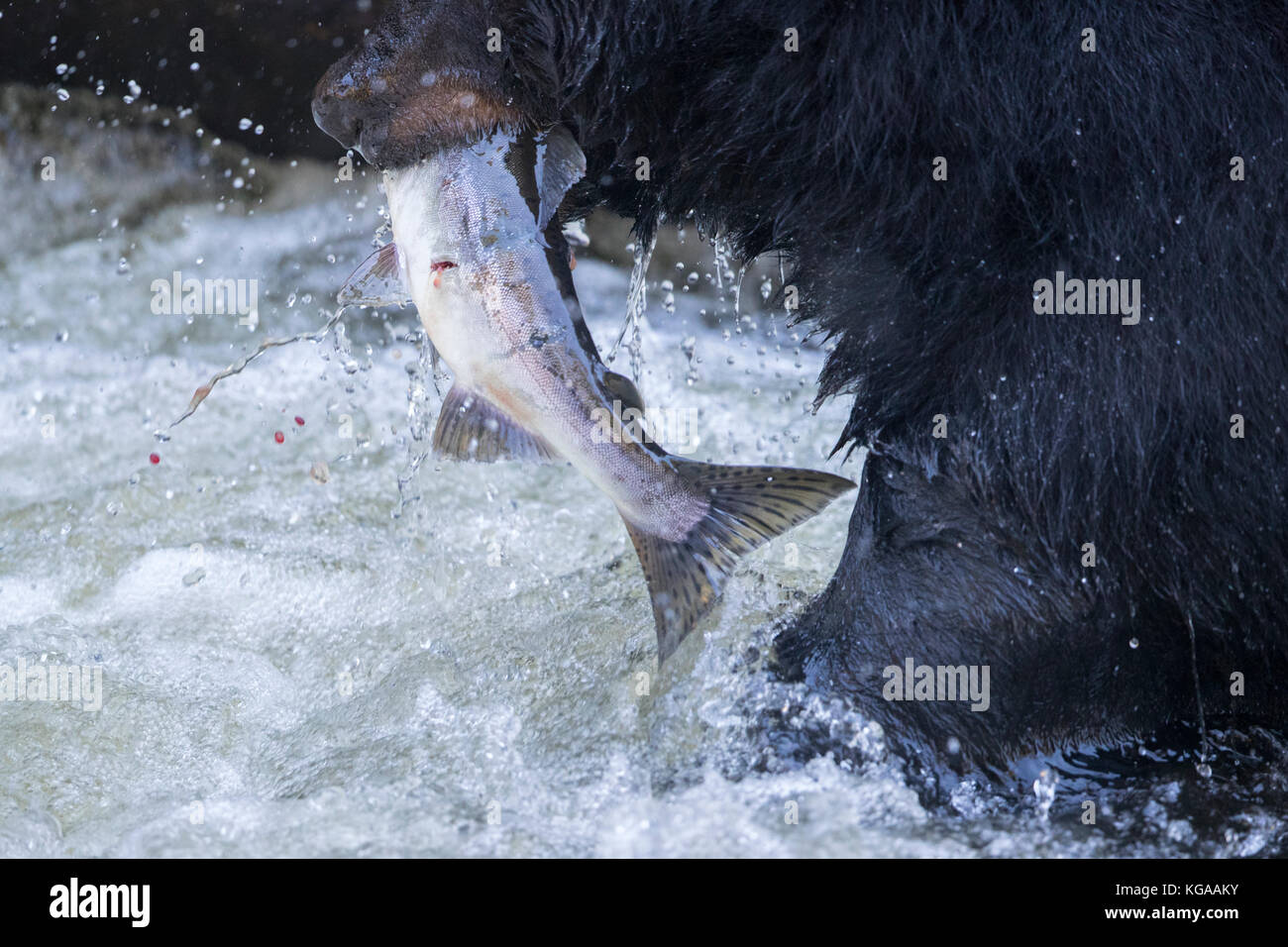 Orso nero con Salmone in bocca Foto Stock
