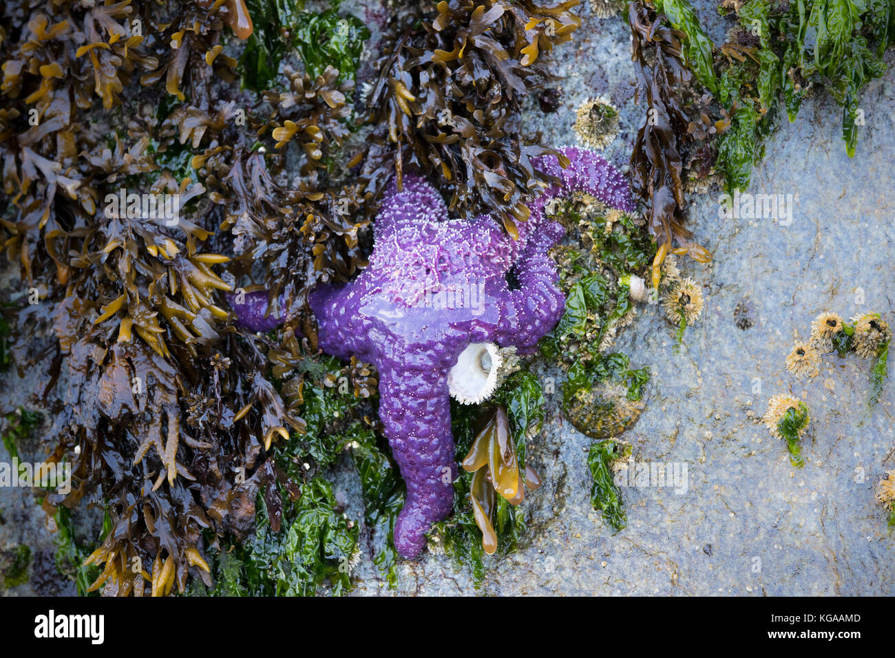 Viola stella di mare, British Columbia Foto Stock
