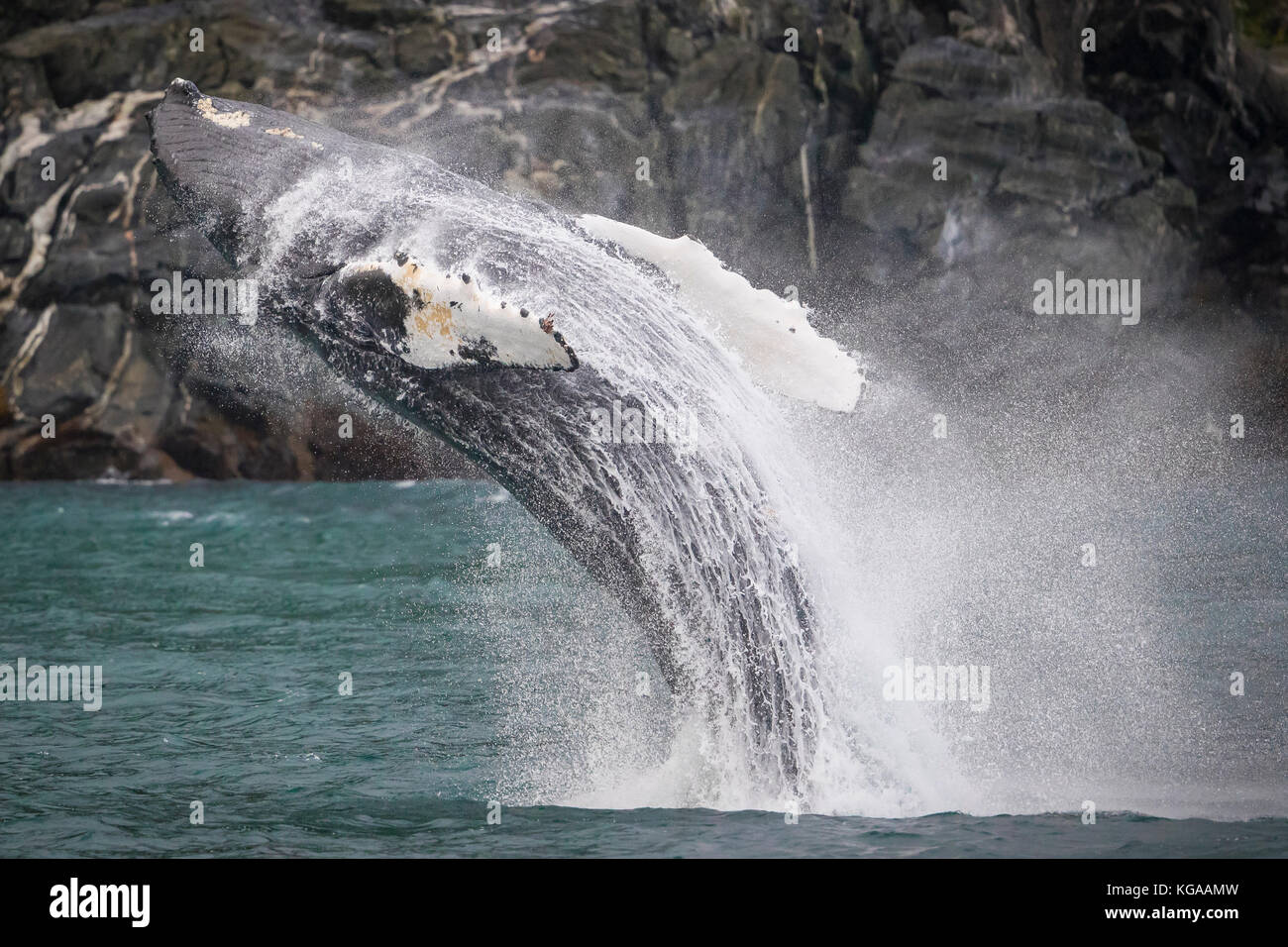 Violare Humpback Whale, Alaska Foto Stock