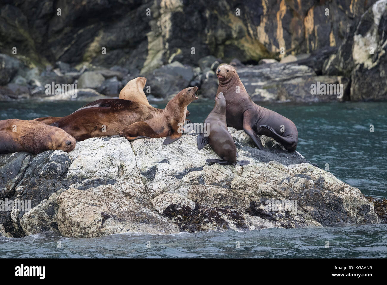 Stella dei Leoni di Mare aka Northern Sea Lion, Alaska Foto Stock