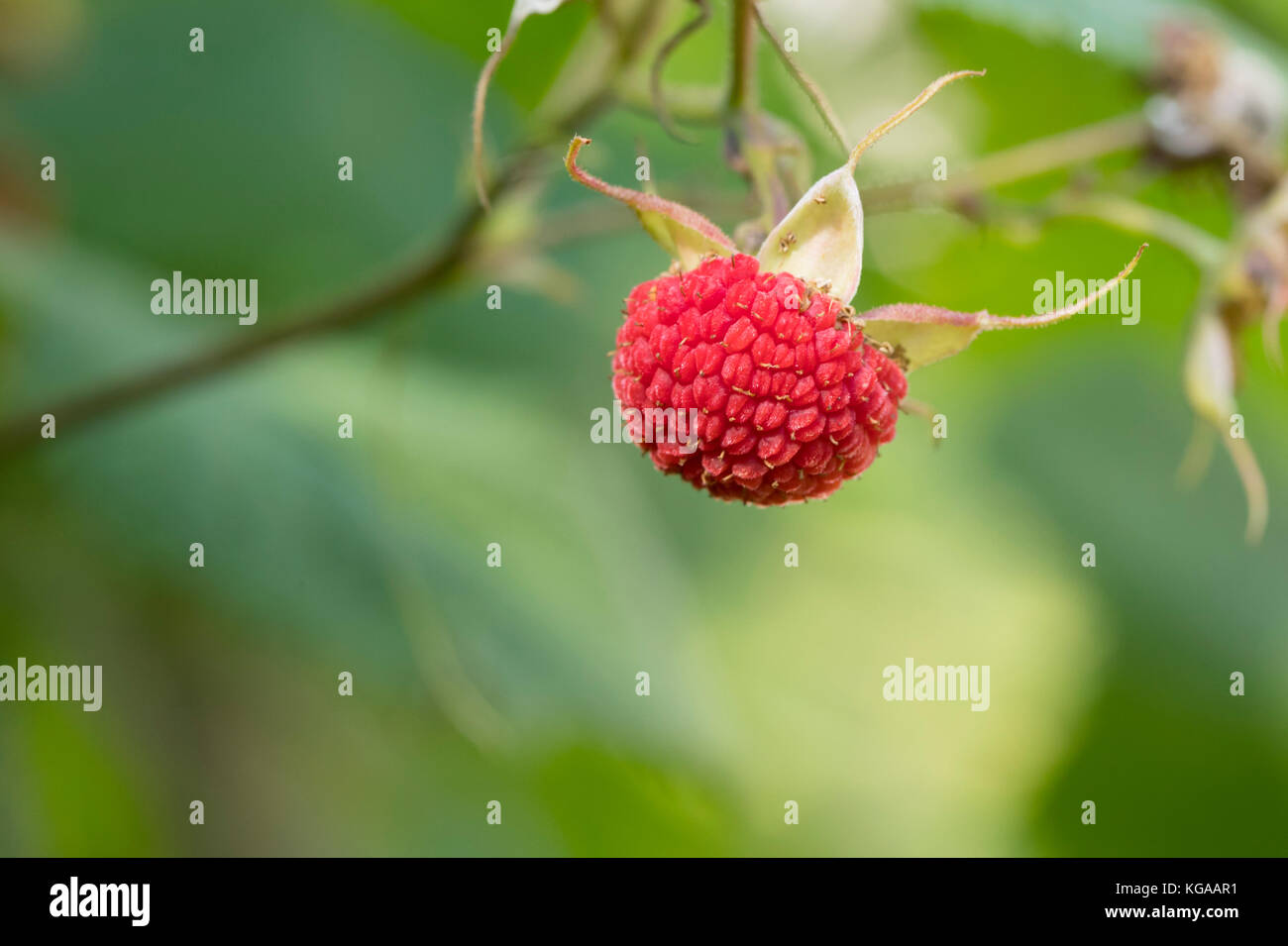 Wild Thimbleberry Foto Stock