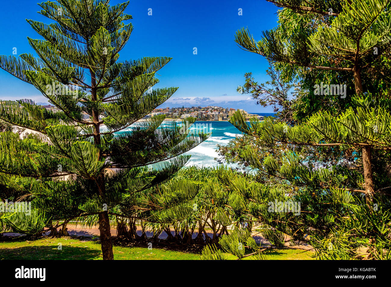 Alberi di pino a Bondi Beach a Sydney, NSW, Australia Foto Stock