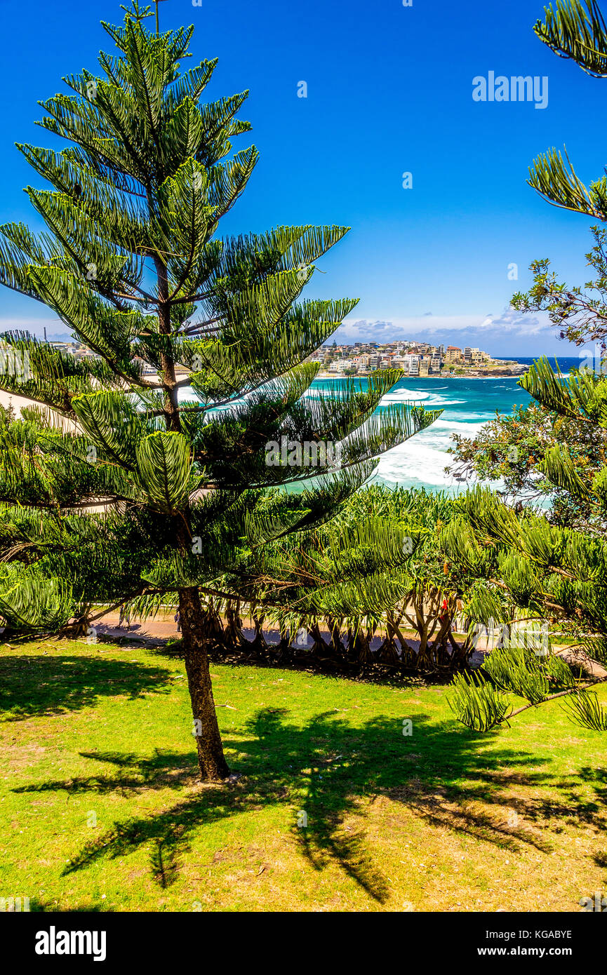 Alberi di pino a Bondi Beach a Sydney, NSW, Australia Foto Stock