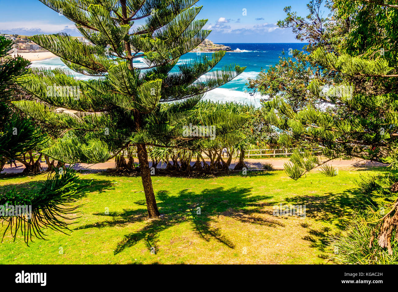 Alberi di pino a Bondi Beach a Sydney, NSW, Australia Foto Stock