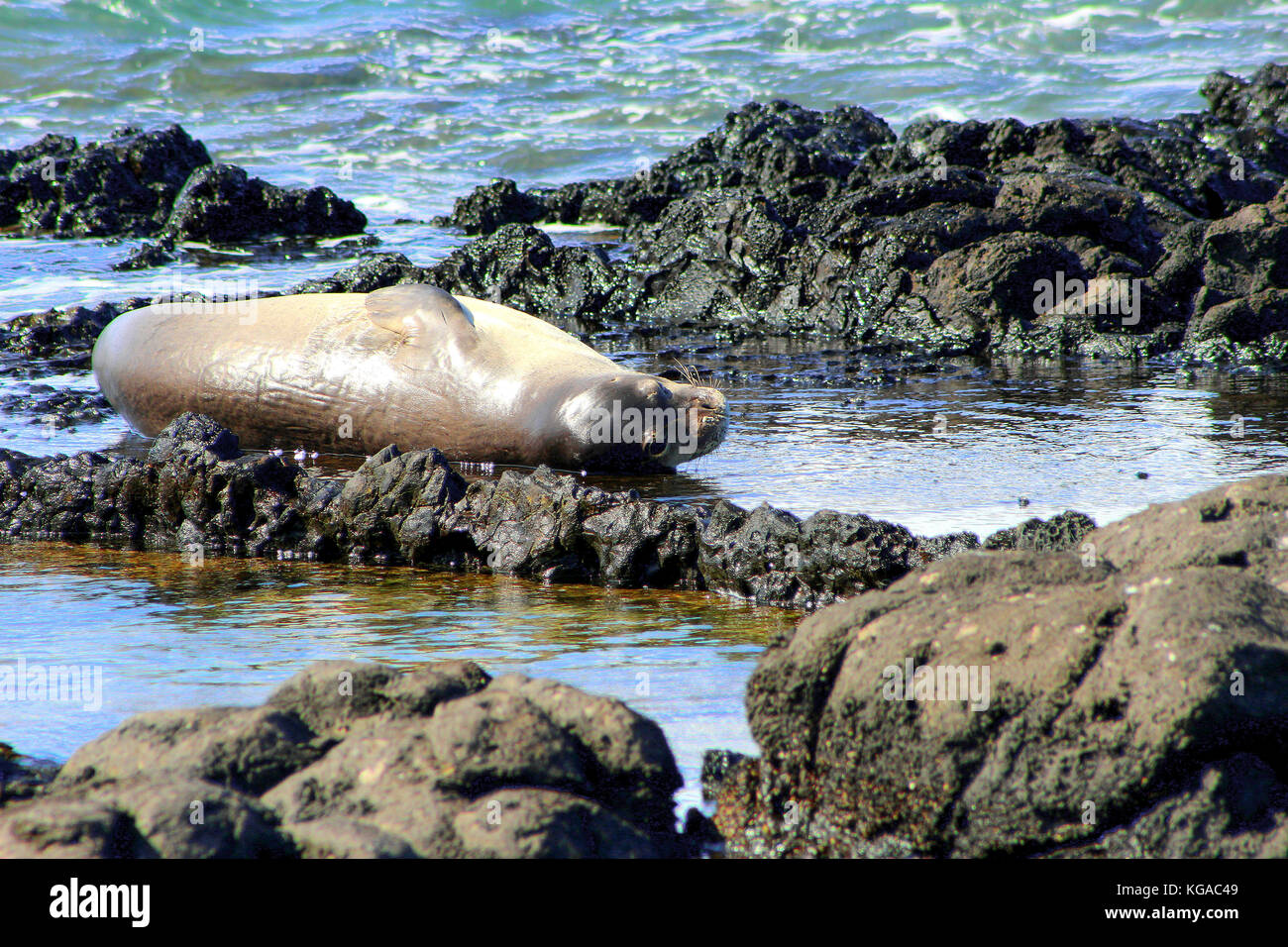 Hawaiian foca monaca al punto kaena Foto Stock