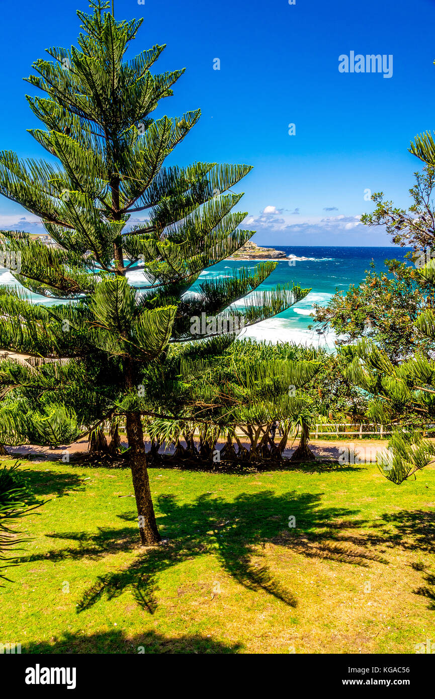 Alberi di pino a Bondi Beach a Sydney, NSW, Australia Foto Stock