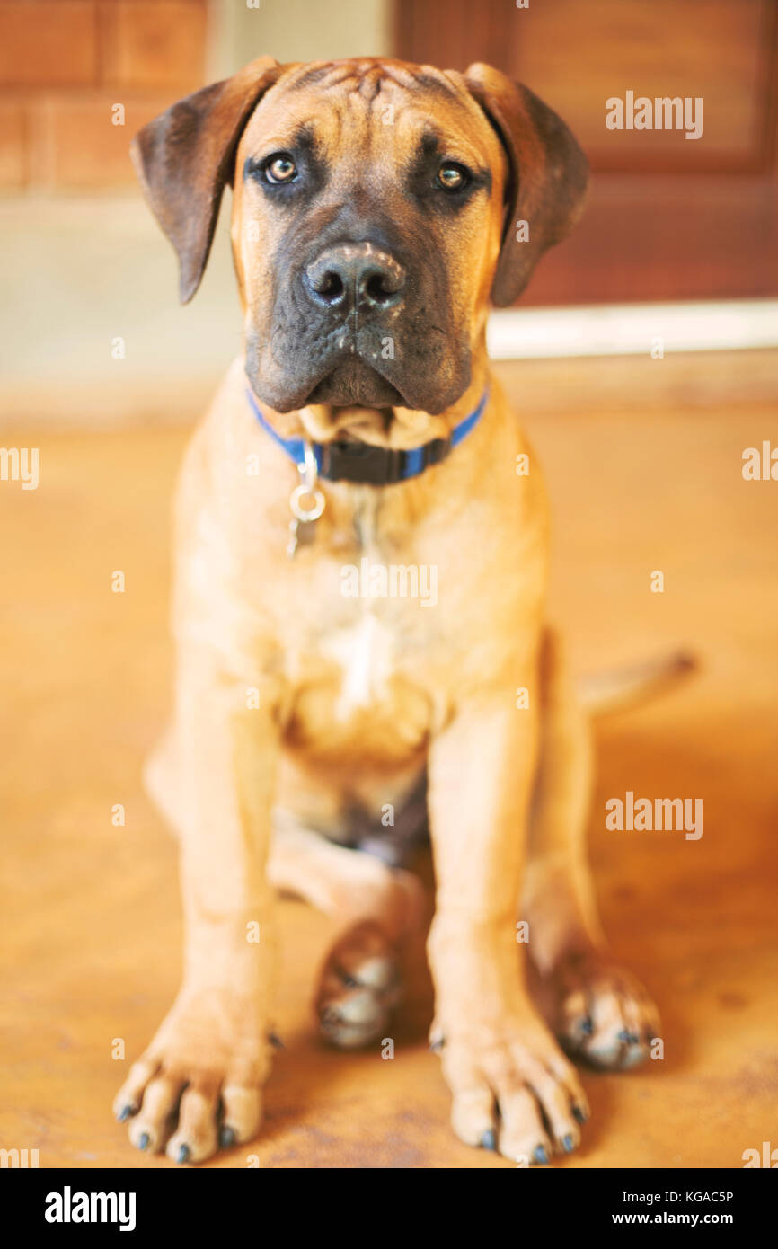 Un cucciolo boerboel seduto e guardando la telecamera. Foto Stock