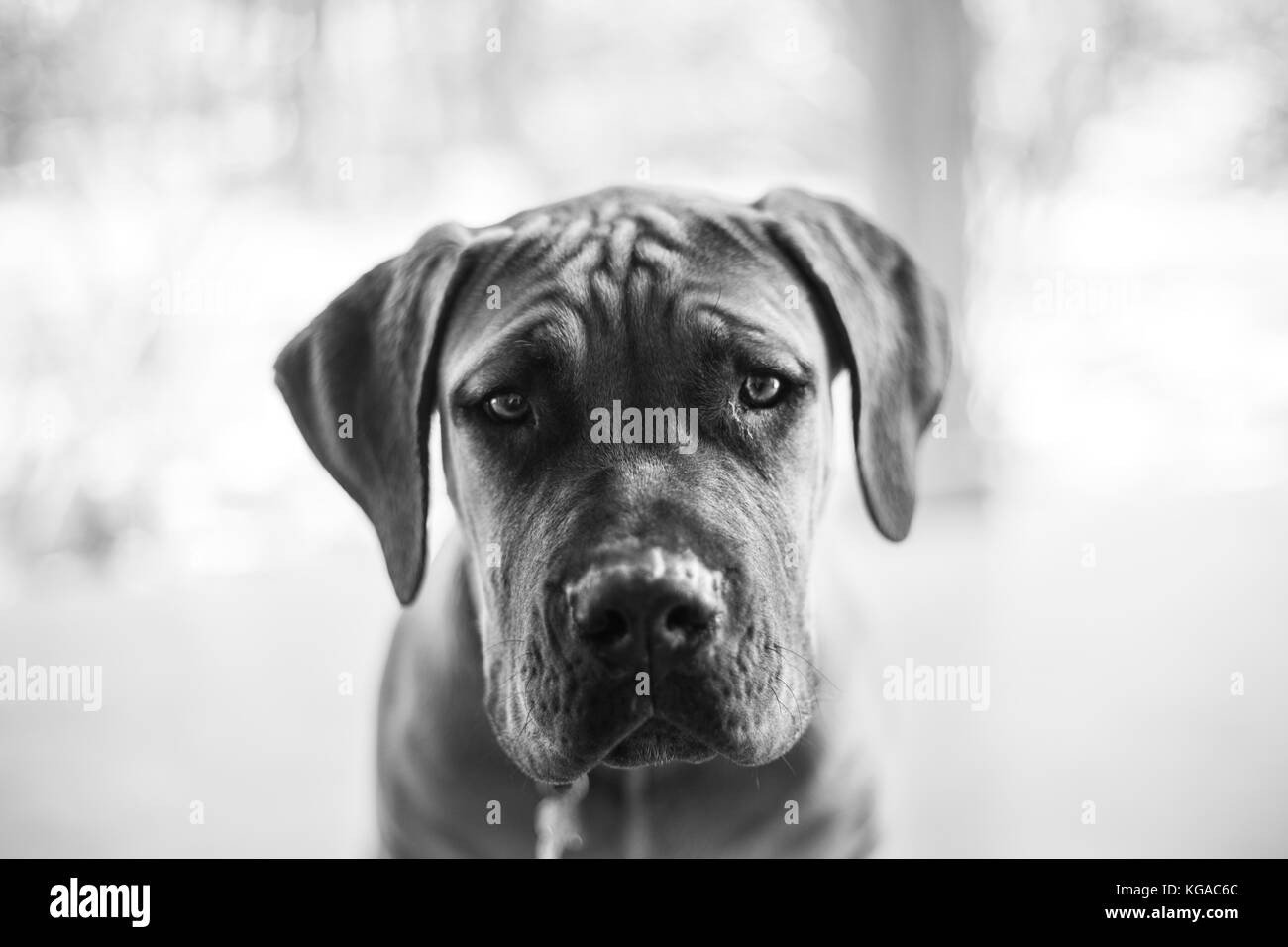 Ritratto in bianco e nero di un cucciolo boerboel. Foto Stock