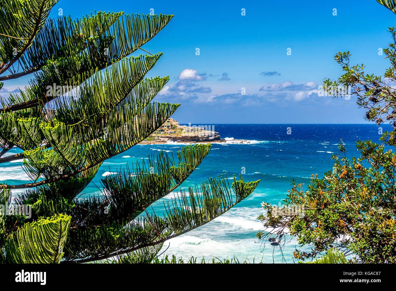 Alberi di pino a Bondi Beach a Sydney, NSW, Australia Foto Stock