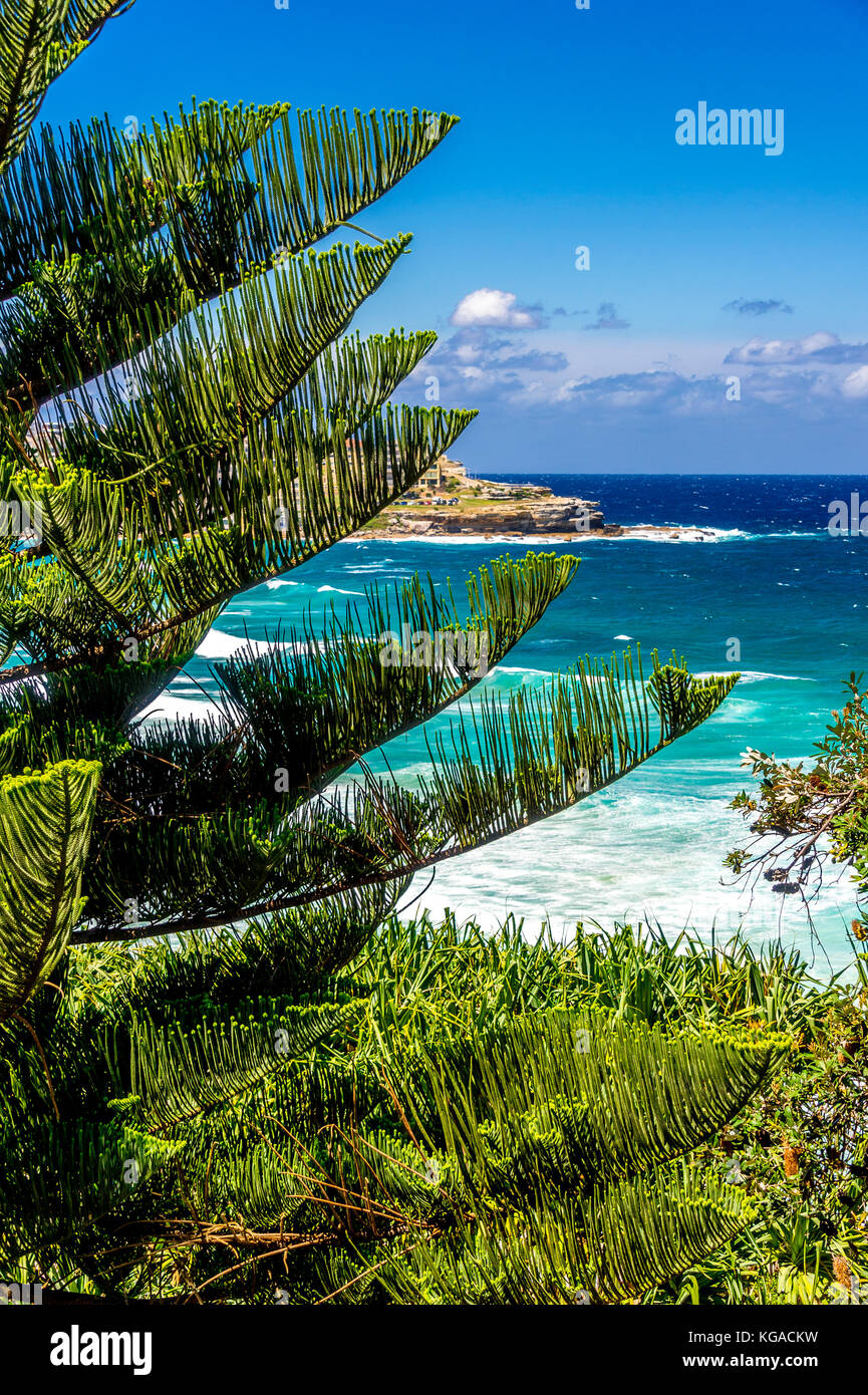 Alberi di pino a Bondi Beach a Sydney, NSW, Australia Foto Stock