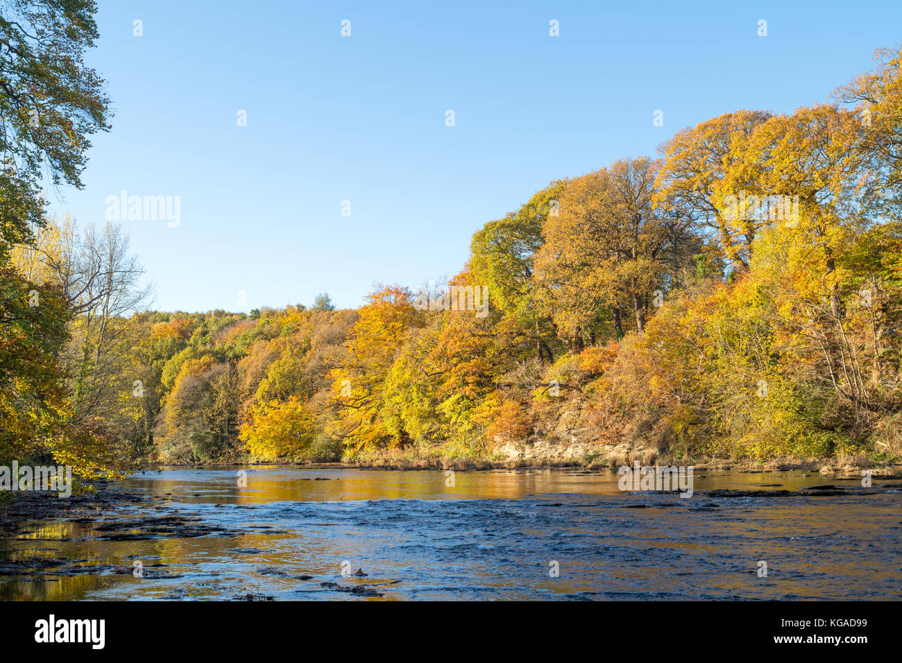 Vista autunnale di alberi lungo il fiume nei pressi di usura Finchale, Durham, England, Regno Unito Foto Stock