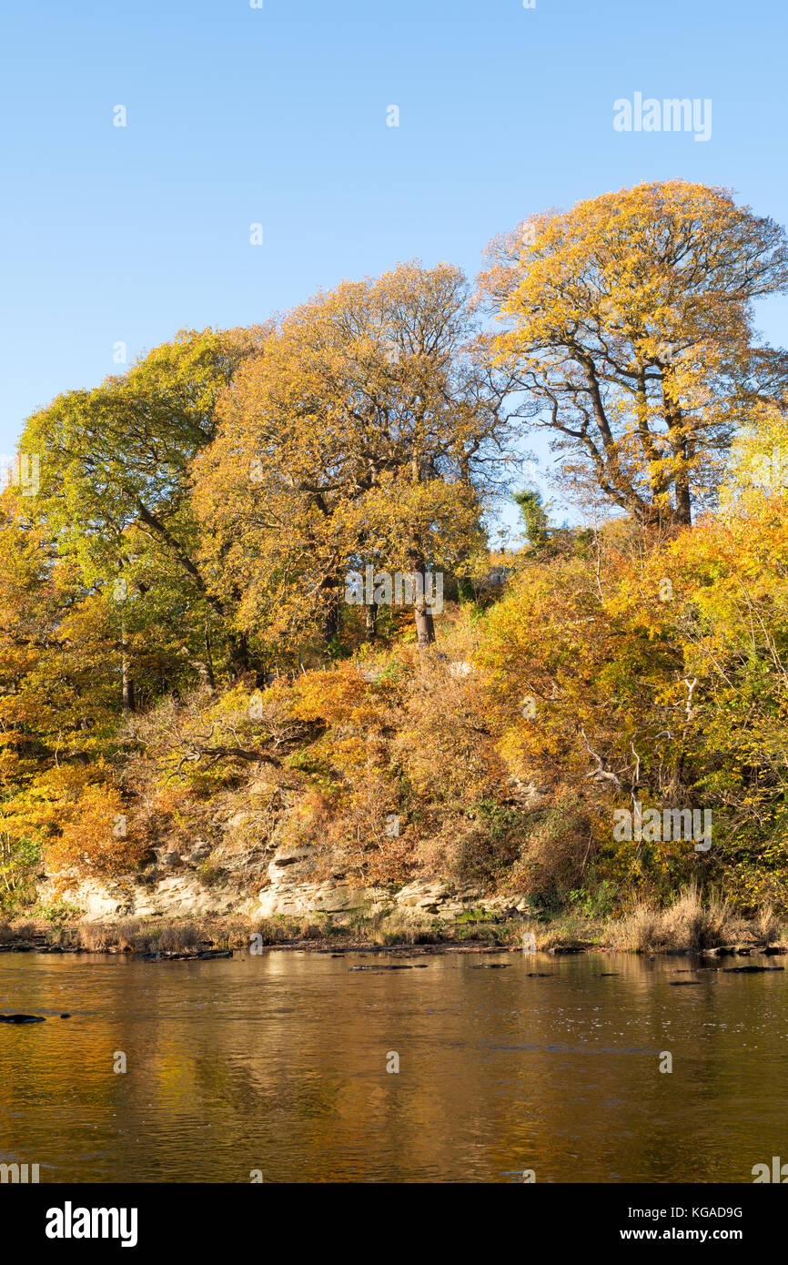 Vista autunnale di alberi lungo il fiume nei pressi di usura Finchale, Durham, England, Regno Unito Foto Stock