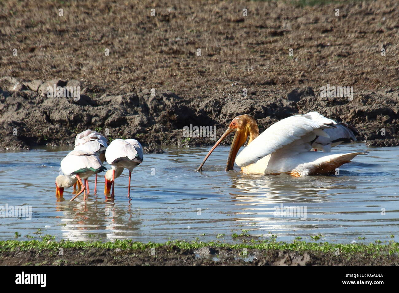 Great White Pelican Pelecanus onocrotalus, pesca con giallo-fatturati Stork Mycteria ibis, settore Nsefu, South Luangwa National Park, Zambia Foto Stock